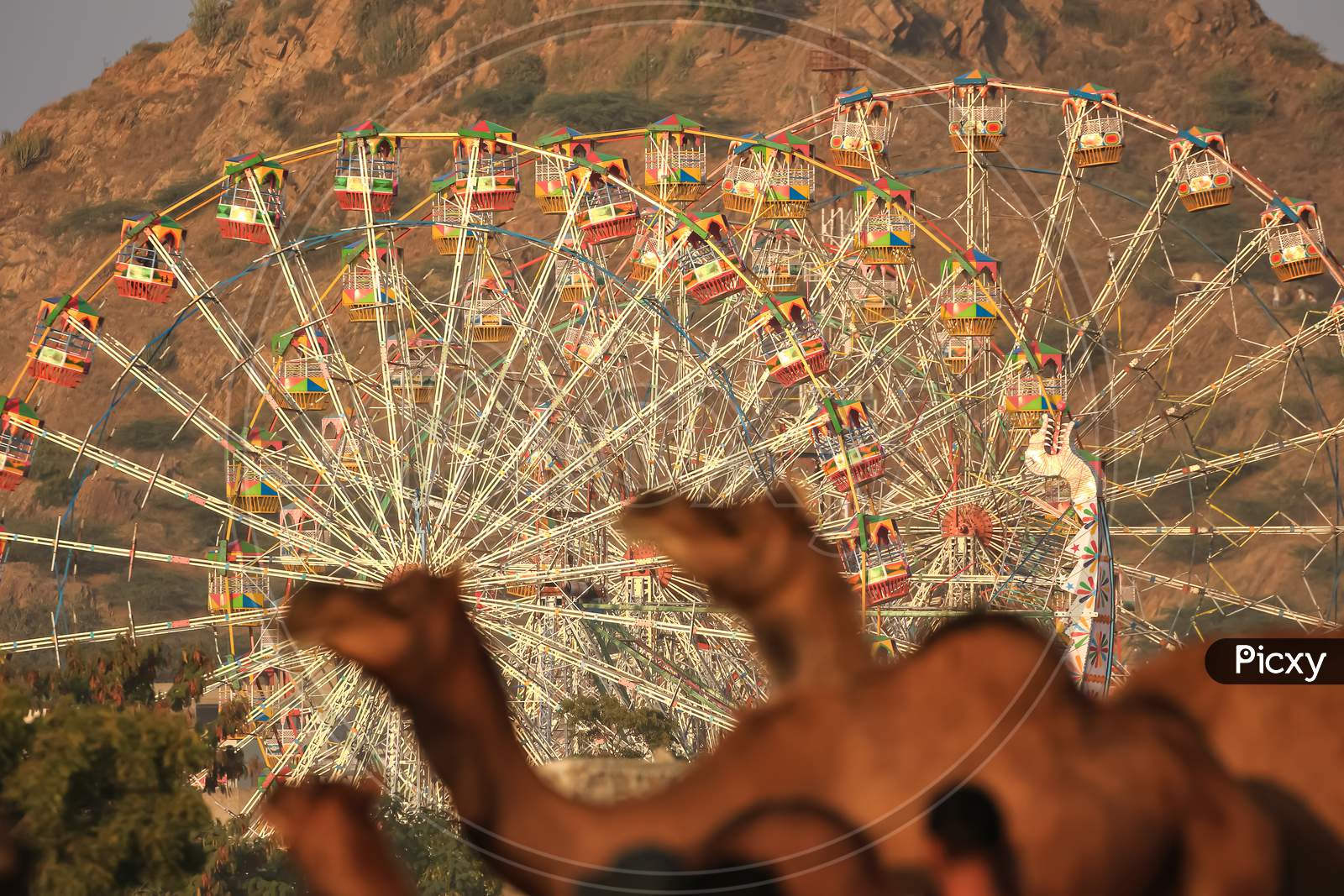 Selective focus image of camels in the fore ground blurred and giant wheel ride