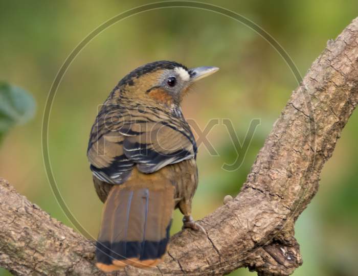 Back Facing Rufous-Chinned Laughingthrush On A Branch