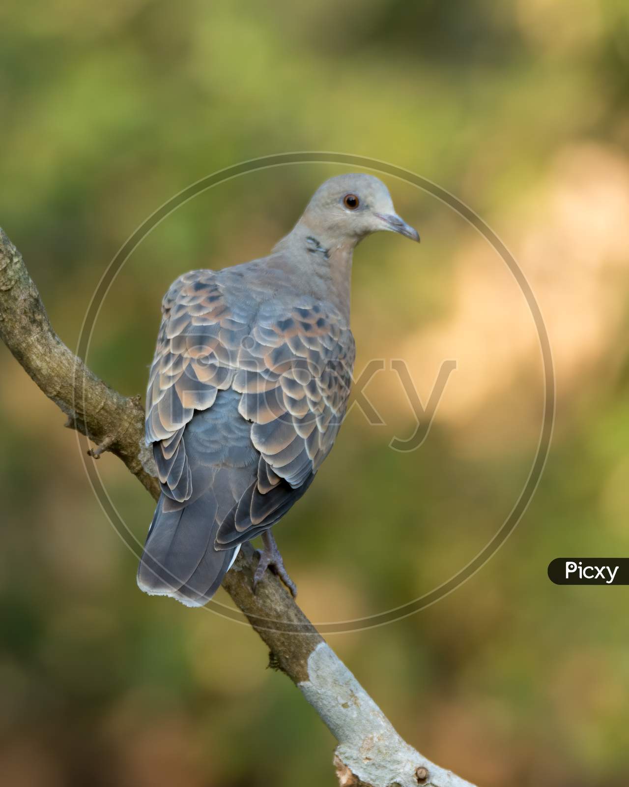 European Turtle Dove On A Perch With Back Facing