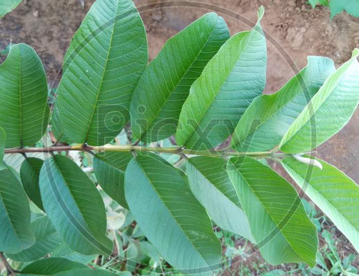 This is fruit tree leaf, green plant leaf, jamfar tree leaf, agriculture tree, fruit plant