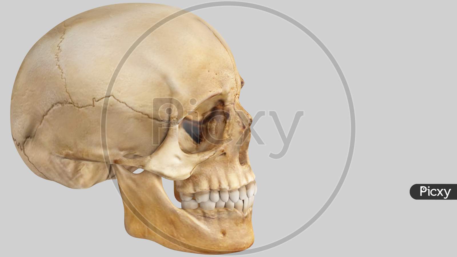 Artificial Human Skull On White Background, Skull