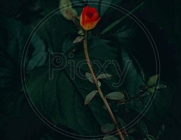 Moody Red Flower