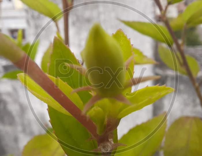 Plant macro photography