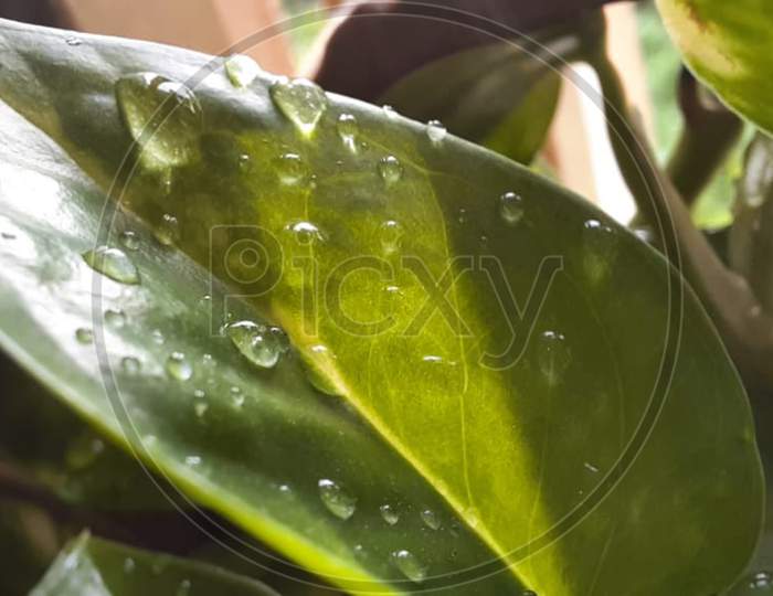 Macro photography of a money plant's leaf with water droplets on it.