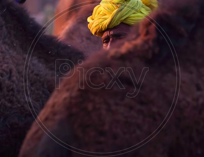 An Abstract  portrait of a Rajasthani man wearing a yellow turban in amidst camel