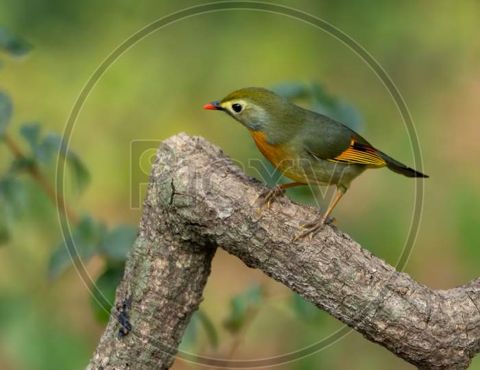 Red-Billed Leiothrix Perched On A Tree Branch