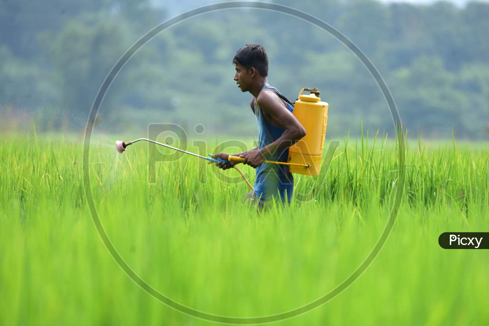 A farmer sprays fertilizer on his paddy crop at Kuthari village near Kaziranga in Nagaon District of Assam on Oct 4,2020.
