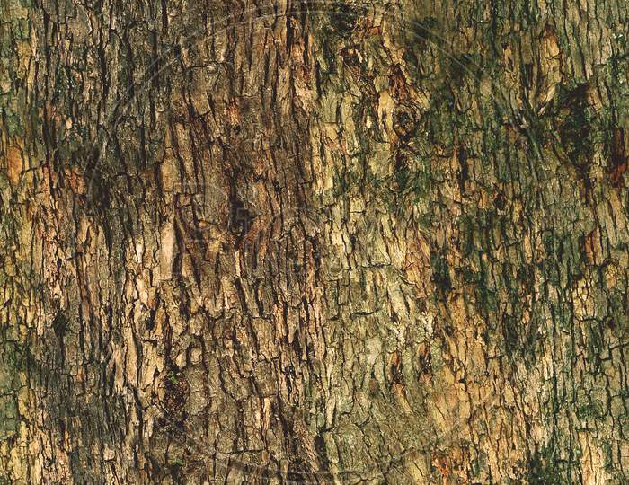 Old Oak Wood Texture Surface Close Up Photo, Bark Of Tree, Pattern Flooring
