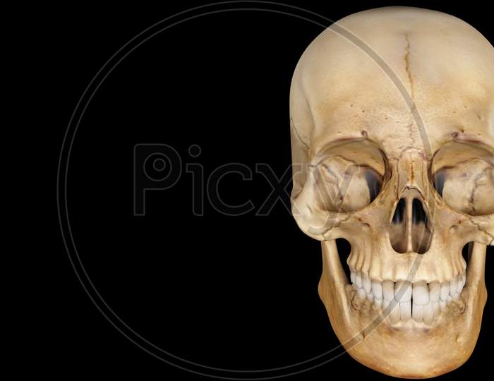 Artificial Human Skull On Black Background, Skull