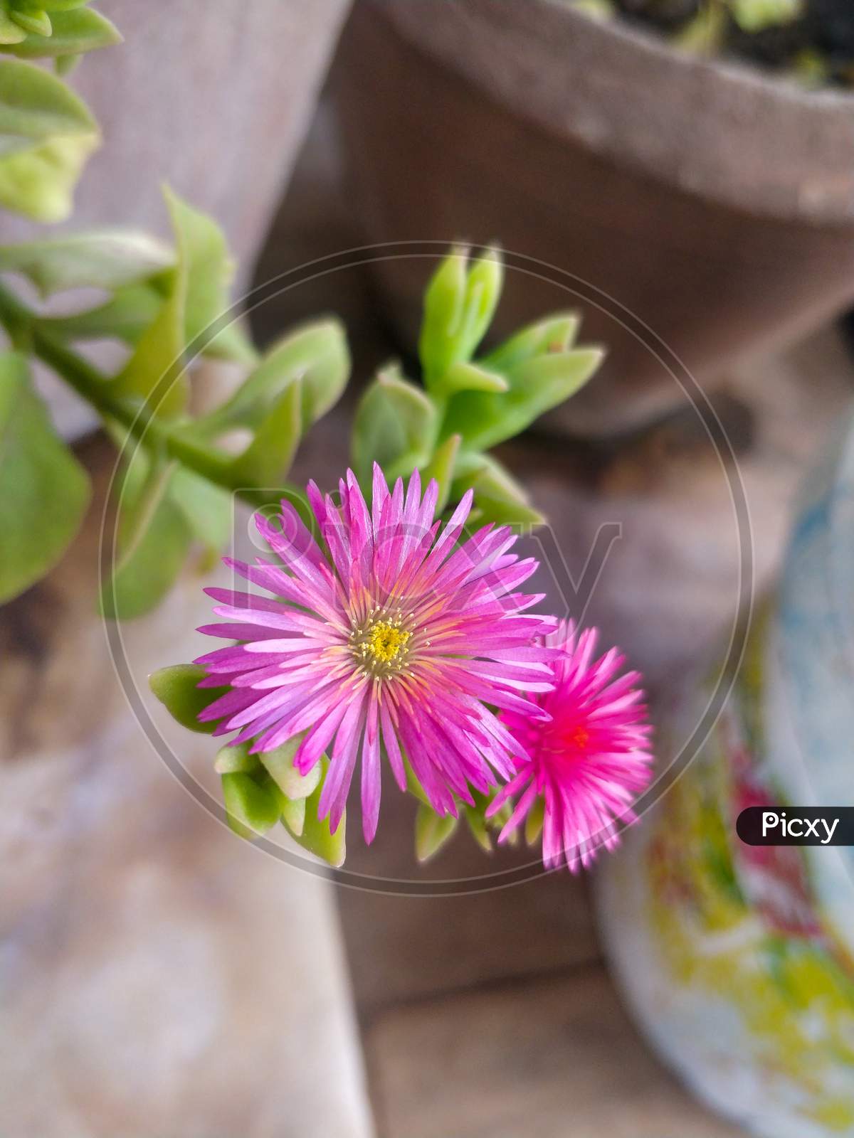 Baby Sun Rose, heart leaf plant, ice plant family