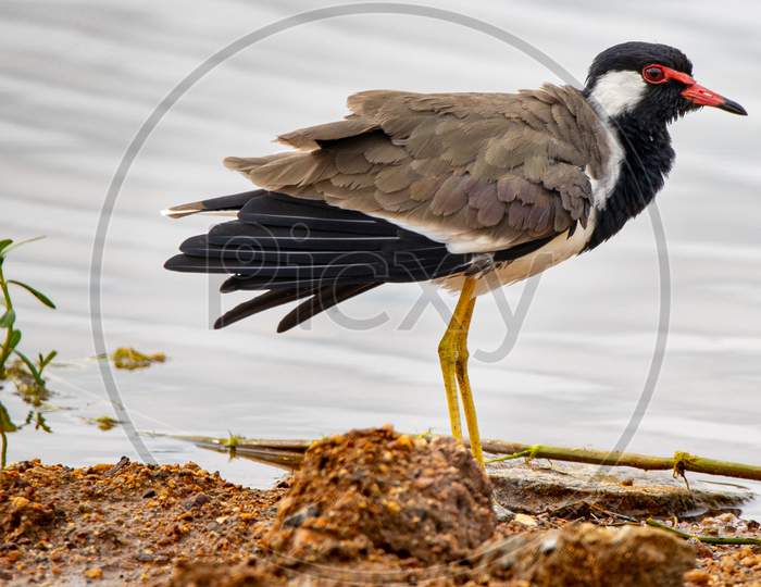 Red wattled lap wing