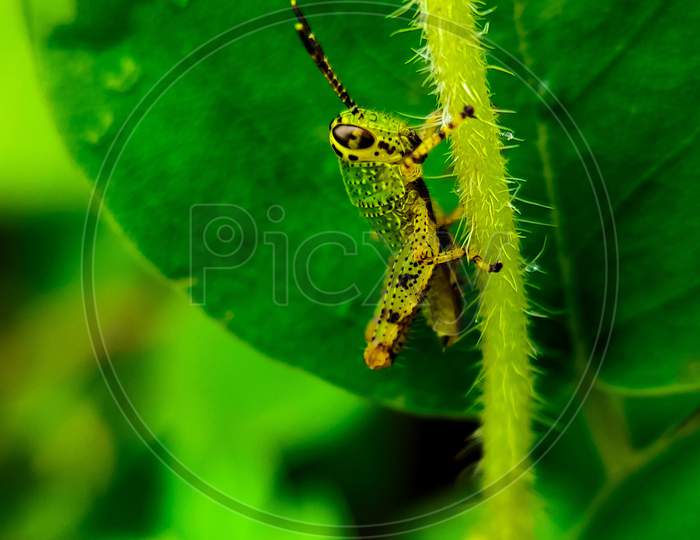 Grasshopper sitting on grass