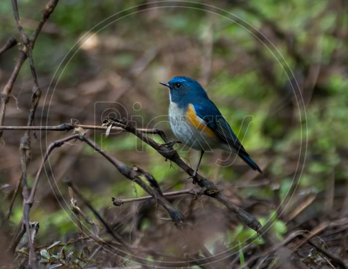 Himalayan Bluetail Perched In A Thicket