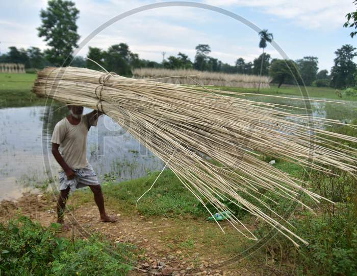 A farmer carry  jute sticks  after extract fibers at Samaguri in Nagaon District of Assam on Oct 4,2020.