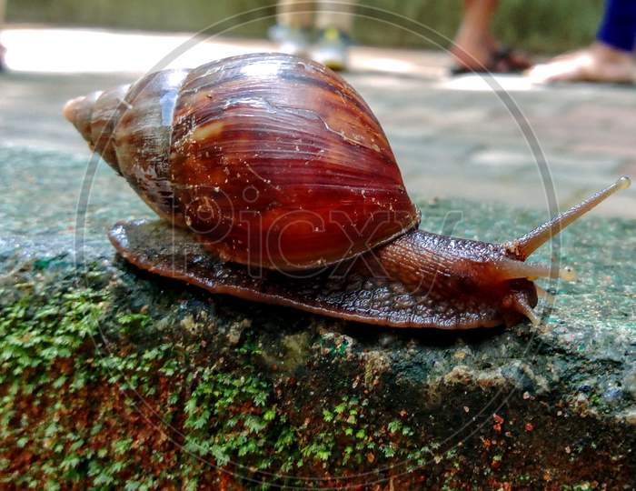 Snail at banneghata national park