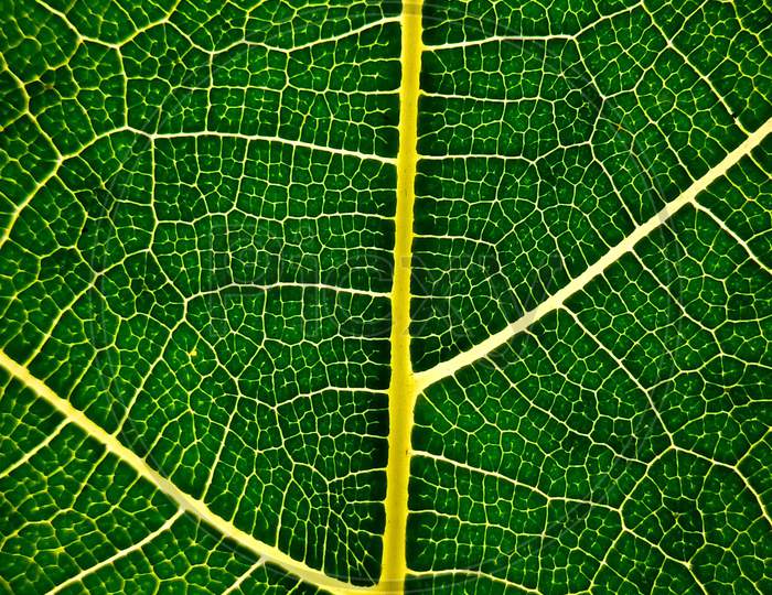 macro leaf photography, nature photography