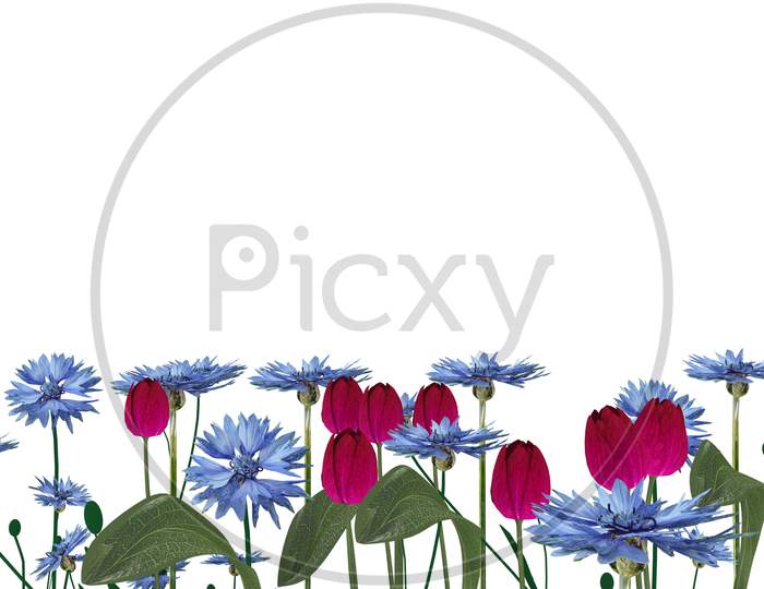 Beautiful Rose And Delphinium Flower Images, Beautiful Natural Flowers With Blue & Red Color On White Background.