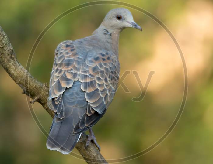 European Turtle Dove On A Perch With Back Facing