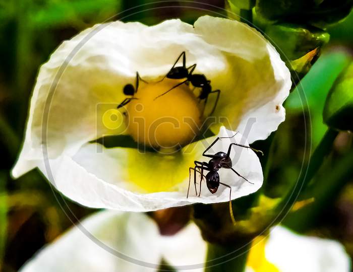 Black garden ant on a flower