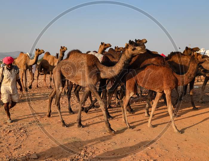 A man walking with his Camel livestock at Pushkar camel fair
