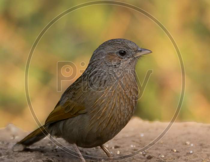 Streaked Laughingthrush Foraging On The Ground