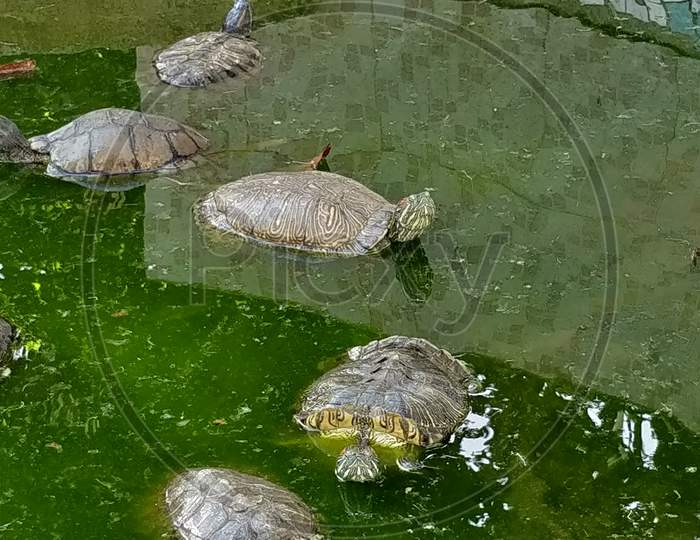 Group turtles in the sun on pond