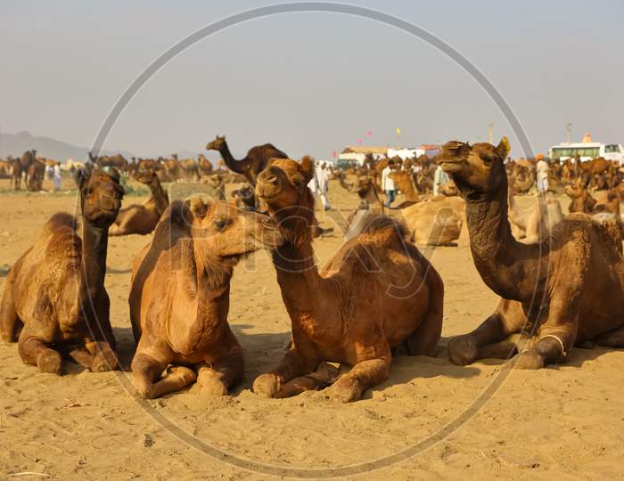 image of domestic camels siting on ground at pushkar