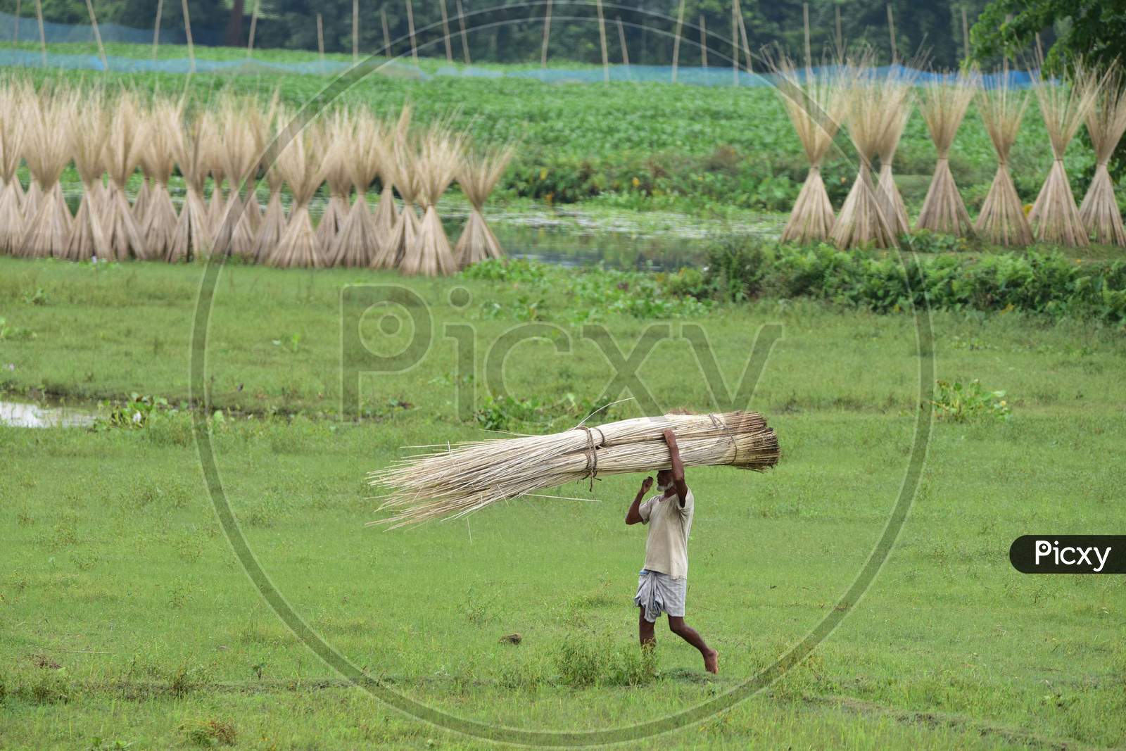 A farmer carry  jute sticks  after extract fibers at Samaguri in Nagaon District of Assam on Oct 4,2020.