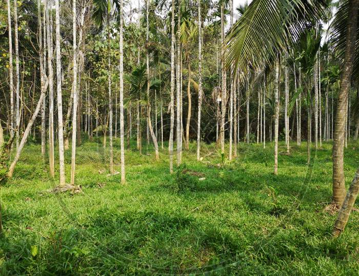 Green fields of Areca Palm (Areca catechu) and cocunut tree