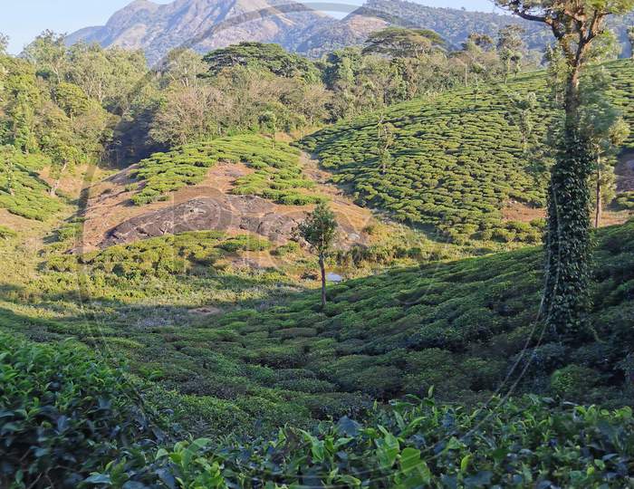 Tea plantation in Nelliampathy hills,Palakkad, Kerala, India.