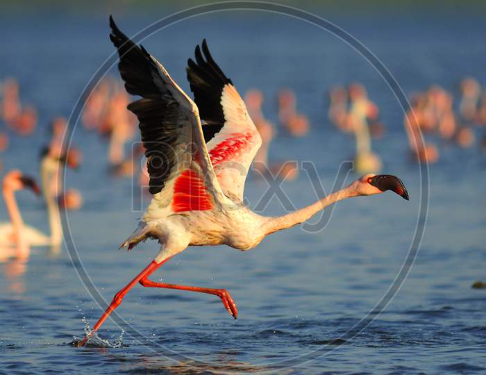 Lesser Flamingo taking off