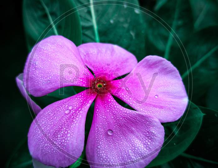 Dew on a Beautiful flower, macro shot