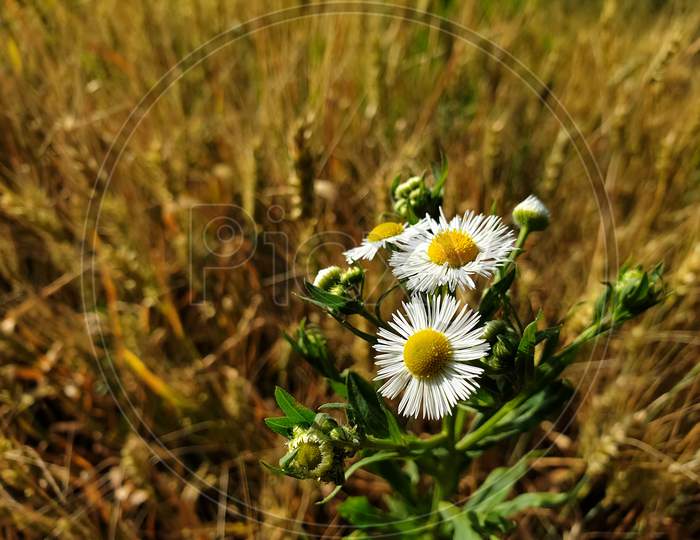 Macro shot of beautiful tiny white daisy flowers in wheat field