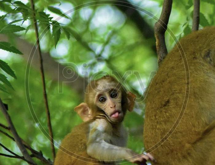 Monkey family on neem tree