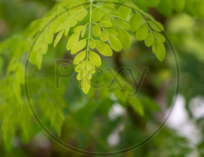 Natural Moringa Leaves Tree Green Background. Fresh Green Moringa Leaves.