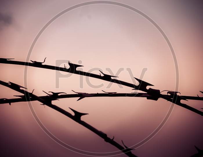 Razor Wire, High Security Barbed Wire To Stop Intruders Climbing Fences, Against Light Sky