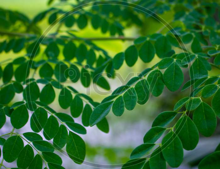 Natural Green Moringa Leaves In The Garden, Green Background. Moringa, Leaves (Moringa Oleifera Lamk.)