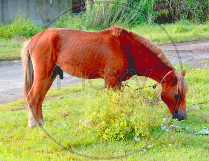 Beautiful Red Horse Grazing In A Meadow In Spring.