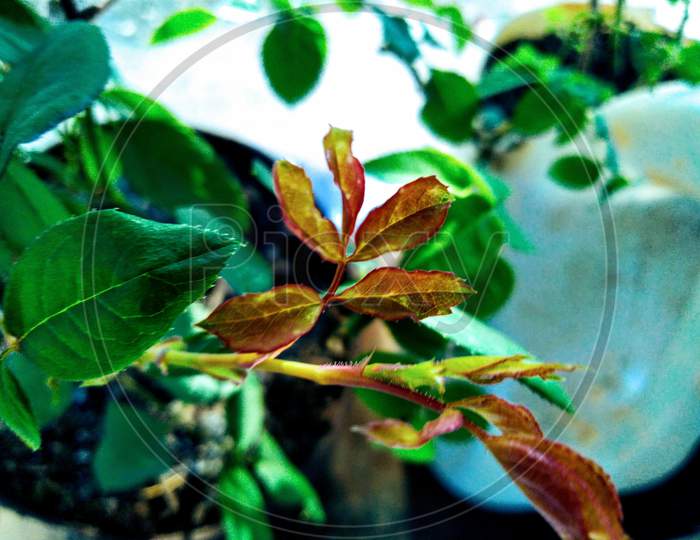 Micro shot of leaf