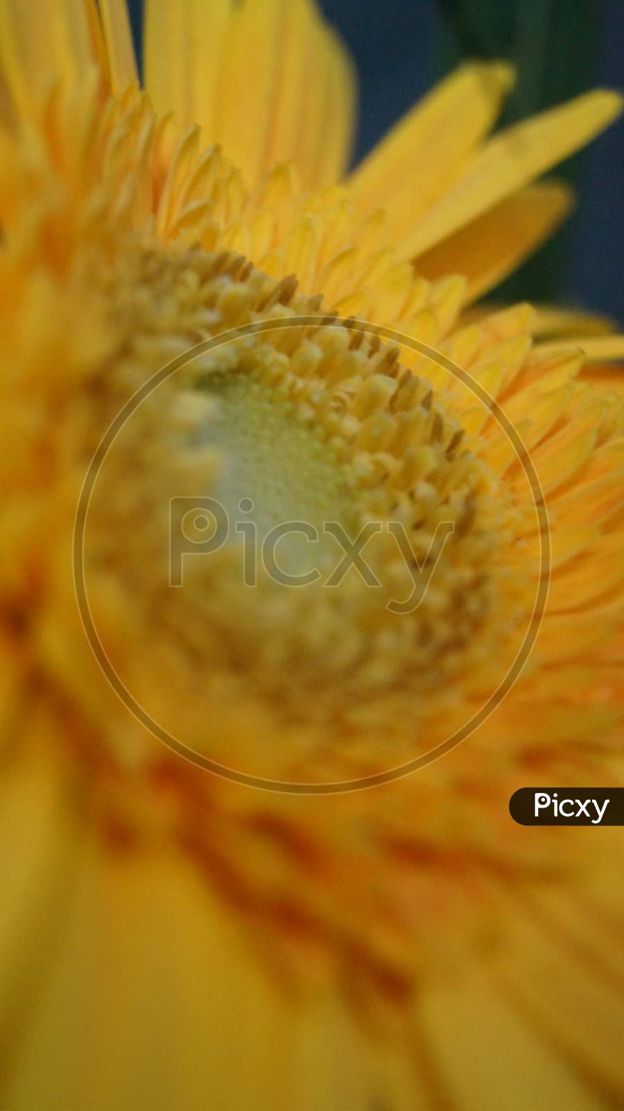 This photo is drawn from microlens, it is a photo of a flower.
