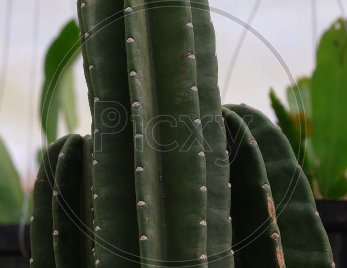 Cowboy Cactus (Cereus Peruvianus)