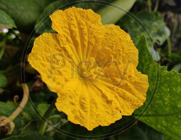 Beautiful Sponge Gourd's Flower.