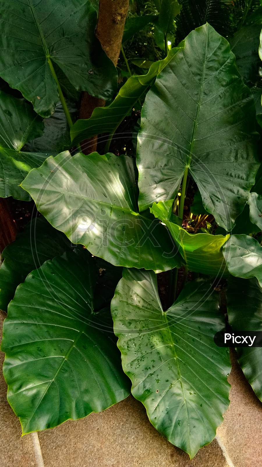 Philodendron Wilsonii plant