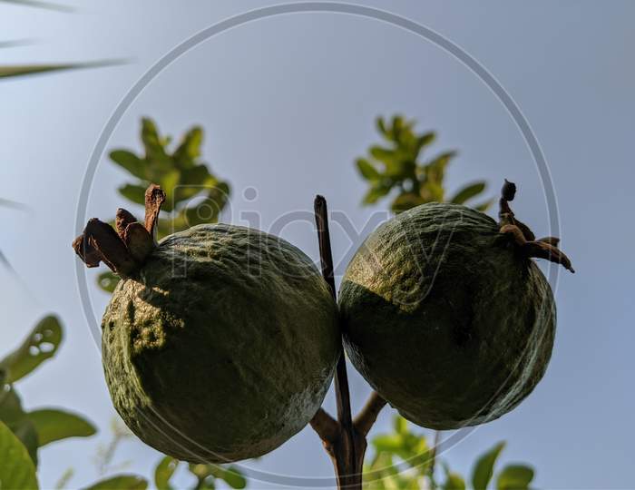Lower view of hanging guavas
