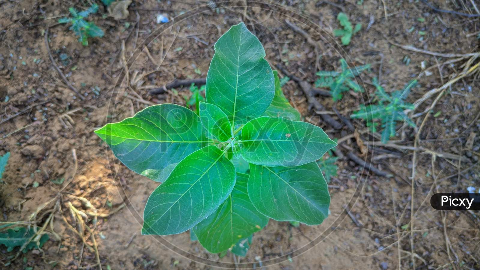 Image Of Commonly Known As Ashwagandha Winter Cherry Is An Important Medicinal Plant That Has Been Used In Ayurved Ur Picxy