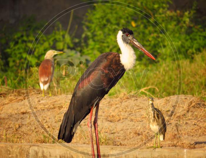 Woolly necked stork and indian heron in search of fishes