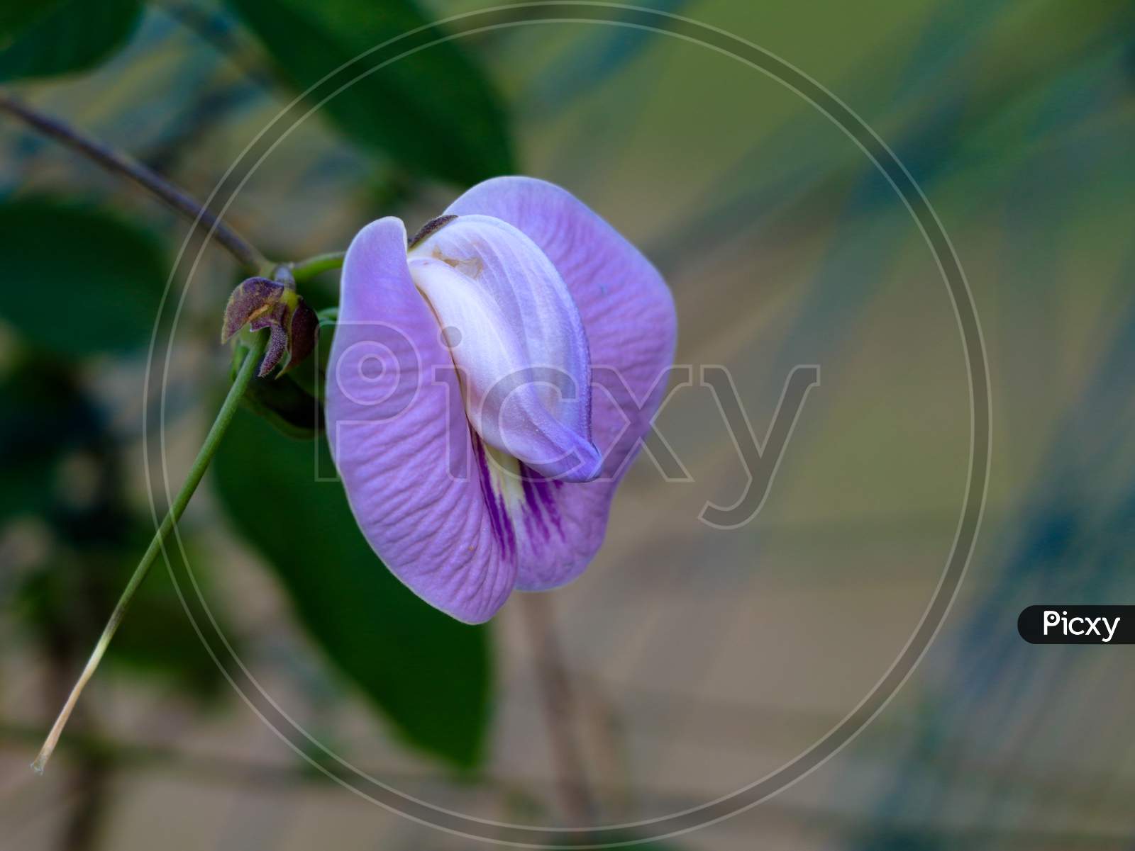 Light Violet Color Flower Of A Wild Pulse Plant