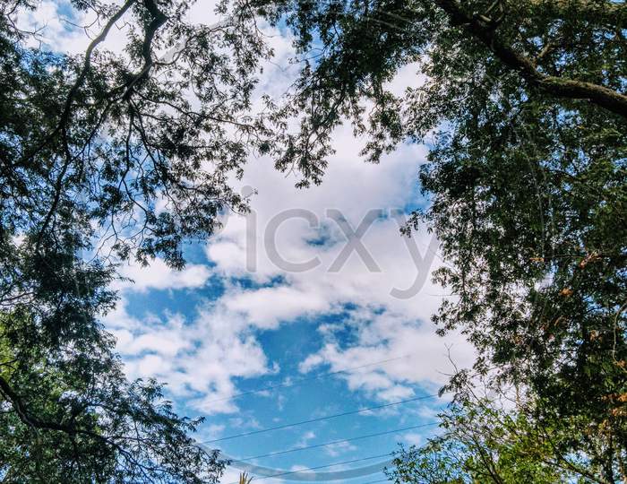 Tree with cloudy sky