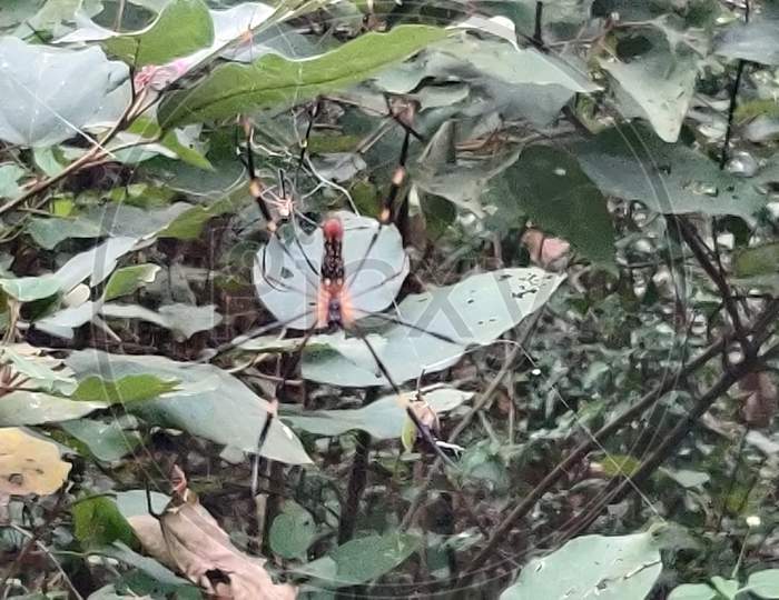 Spider in Dehradun forest
