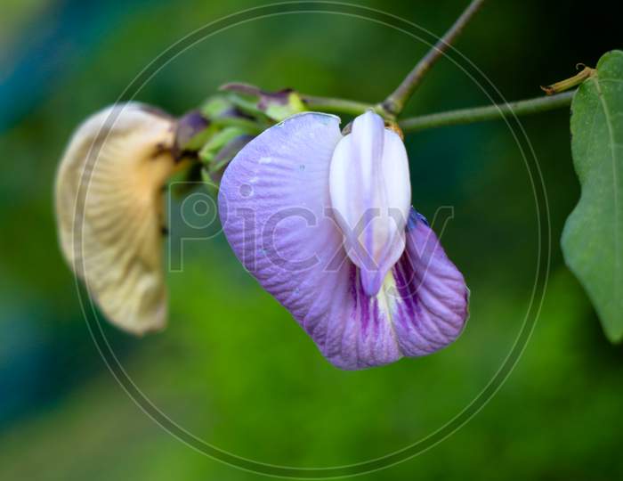 Light Violet Color Flower Of A Wild Pulse Plant